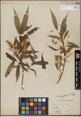 Foto von Salix lasiandra Benth.